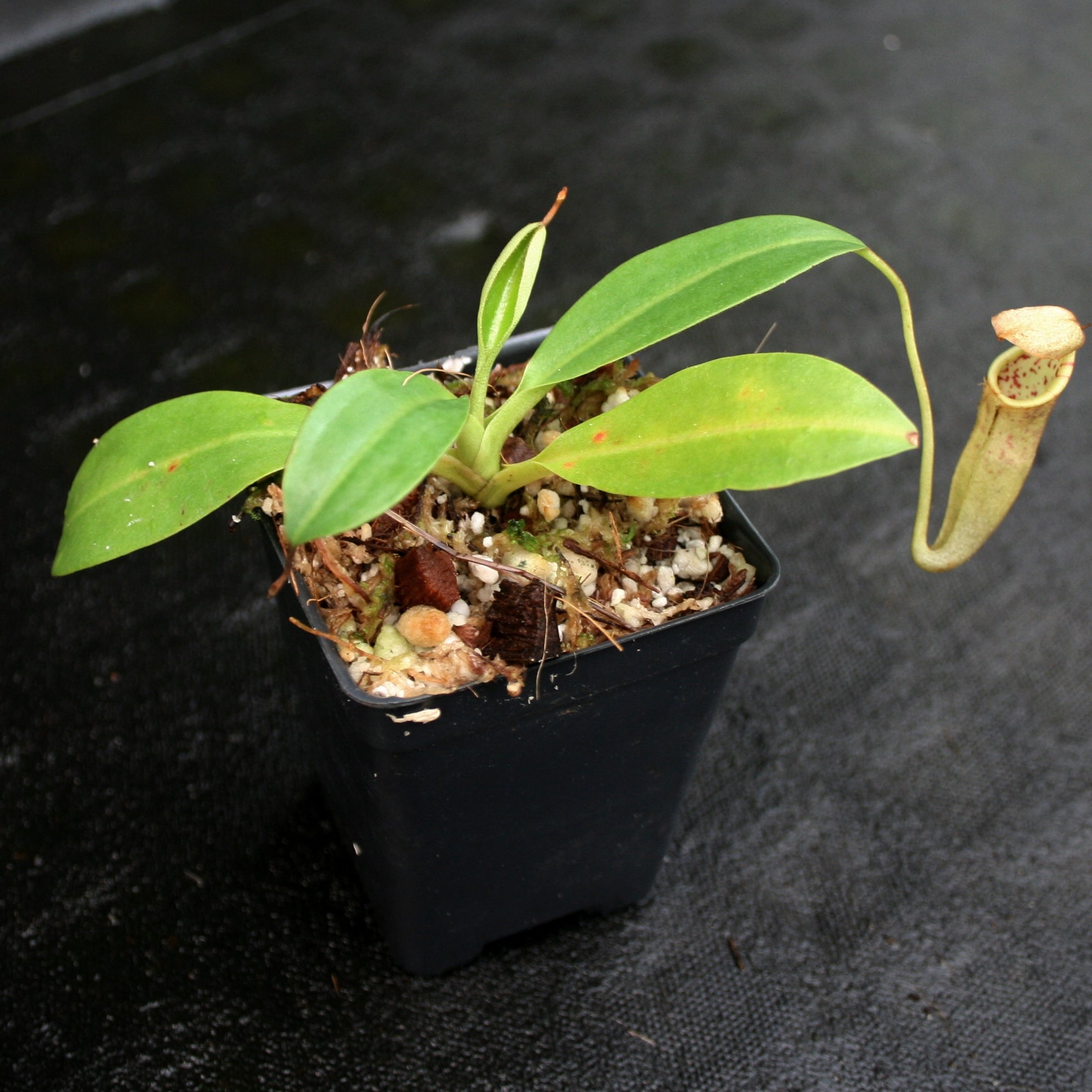 Nepenthes burbidgeae x campanulata BE-3564 – Carnivero