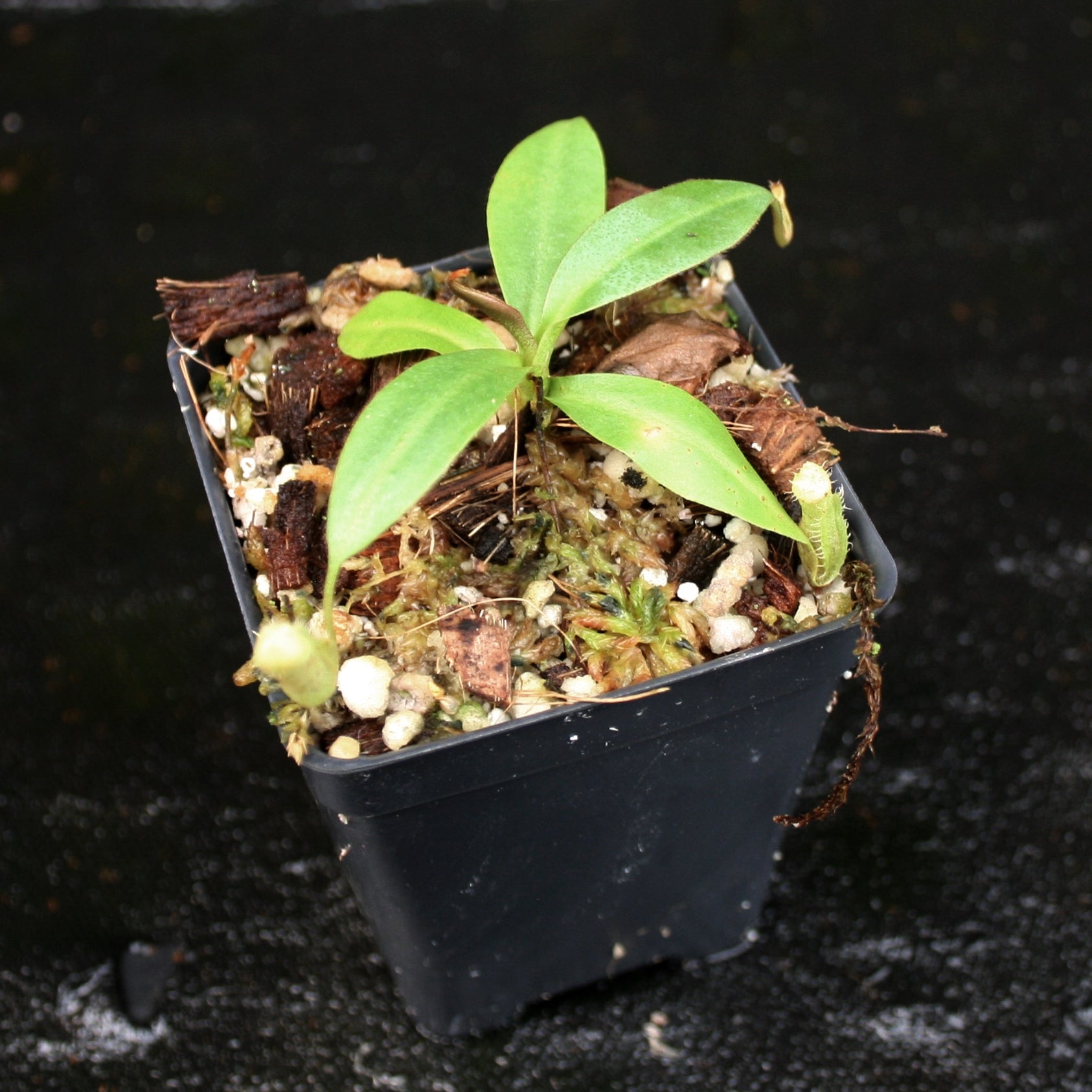 Nepenthes burbidgeae x campanulata BE-3564 – Carnivero