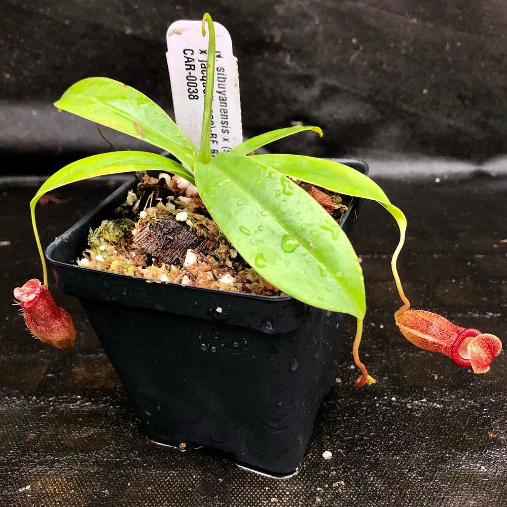 
                      
                        Nepenthes sibuyanensis x (spathulata x jacquelineae), CAR-0038
                      
                    