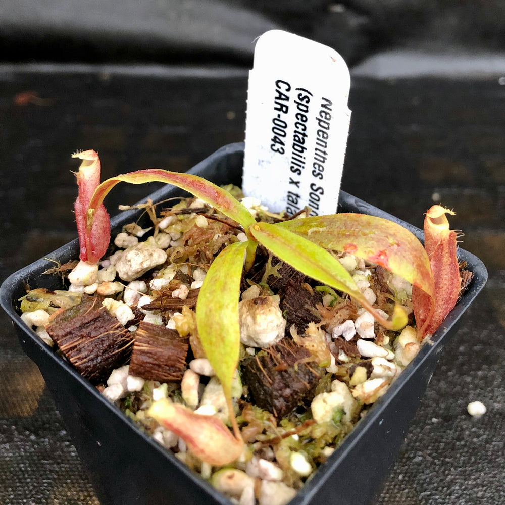 
                      
                        Nepenthes Song of Melancholy x (spectabilis x talangensis), CAR-0043
                      
                    