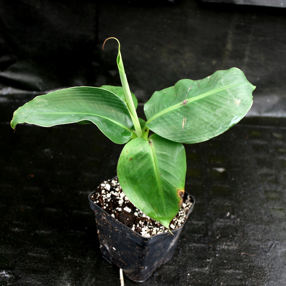 
                      
                        Musa 'Truly Tiny' Banana Tree
                      
                    