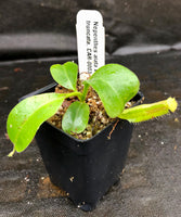 Nepenthes alata x truncata, CAR-0003