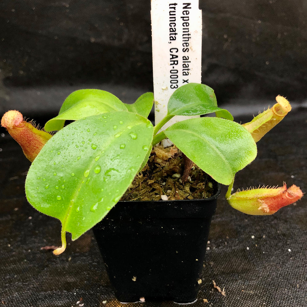 
                      
                        Nepenthes alata x truncata, CAR-0003
                      
                    