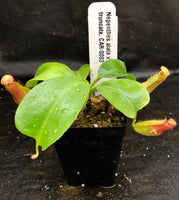 Nepenthes alata x truncata, CAR-0003