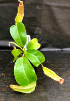 Nepenthes alata x truncata, CAR-0003