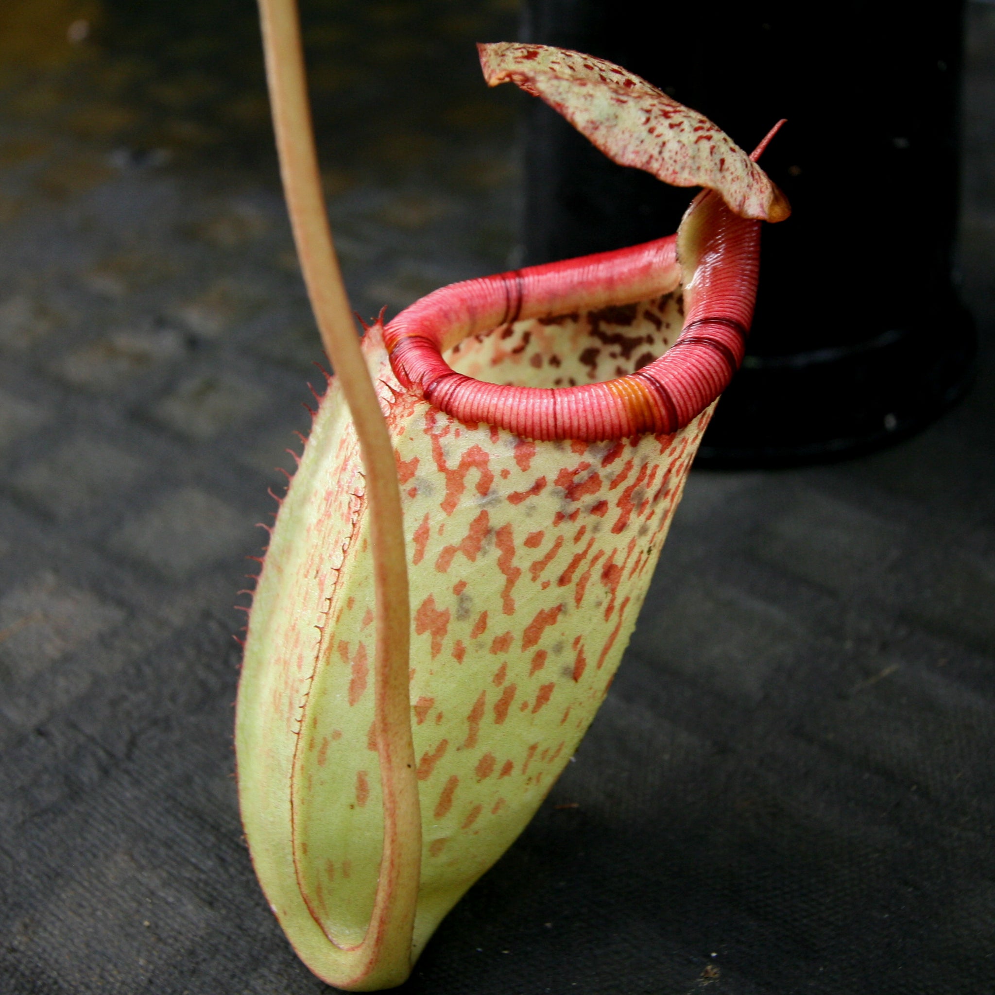 Nepenthes burbidgeae x sibuyanensis BE-3974 – Carnivero