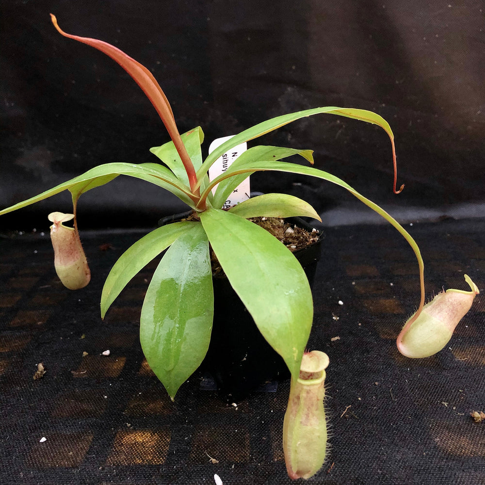 
                      
                        Nepenthes smilesii x sibuyanensis, CAR-0010
                      
                    