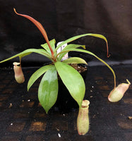 Nepenthes smilesii x sibuyanensis, CAR-0010