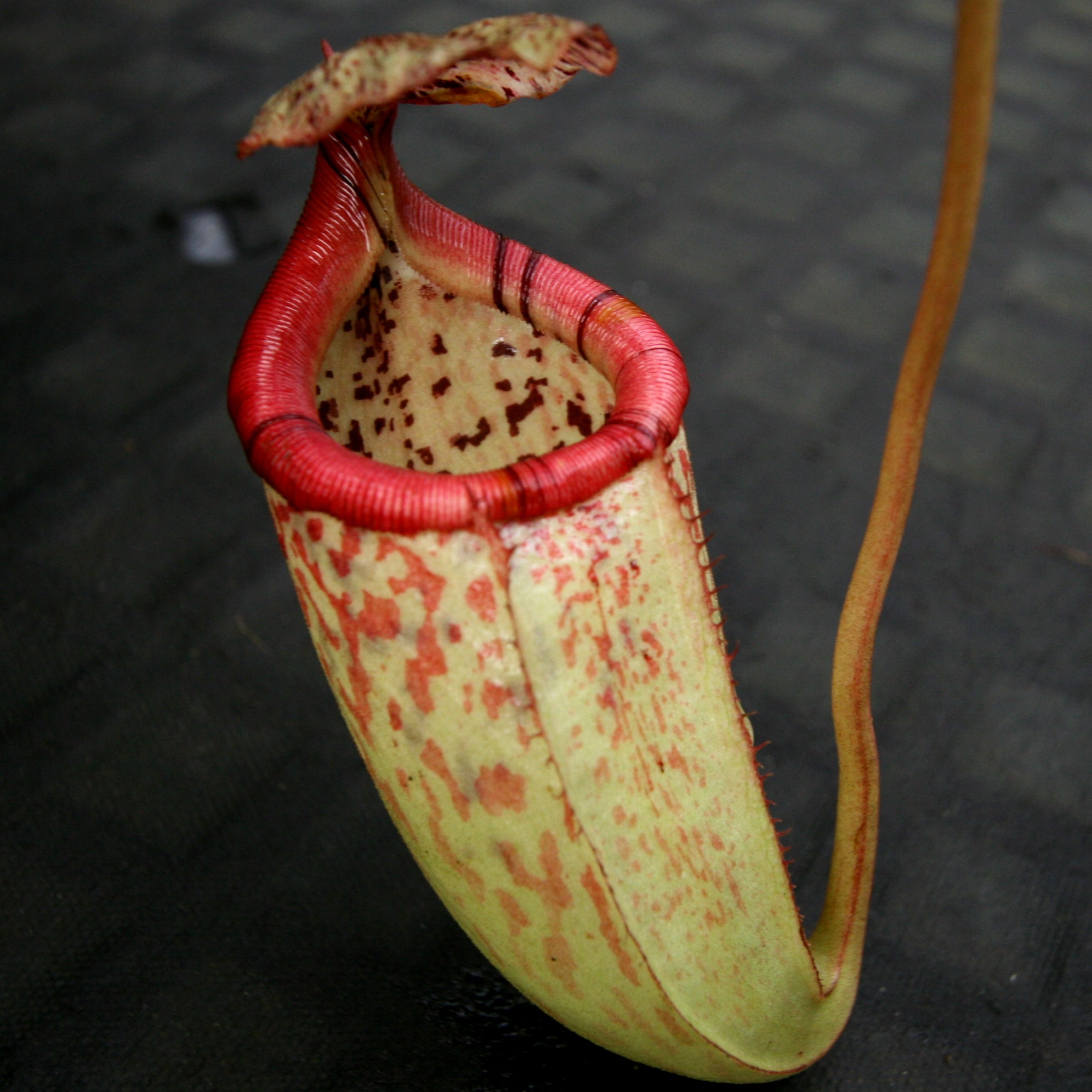 Nepenthes burbidgeae x sibuyanensis BE-3974 – Carnivero