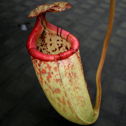 Close-up of Nepenthes burbidgeae x sibuyanensis BE-3974 pitcher with bright red rimmed peristome and pale speckled body.