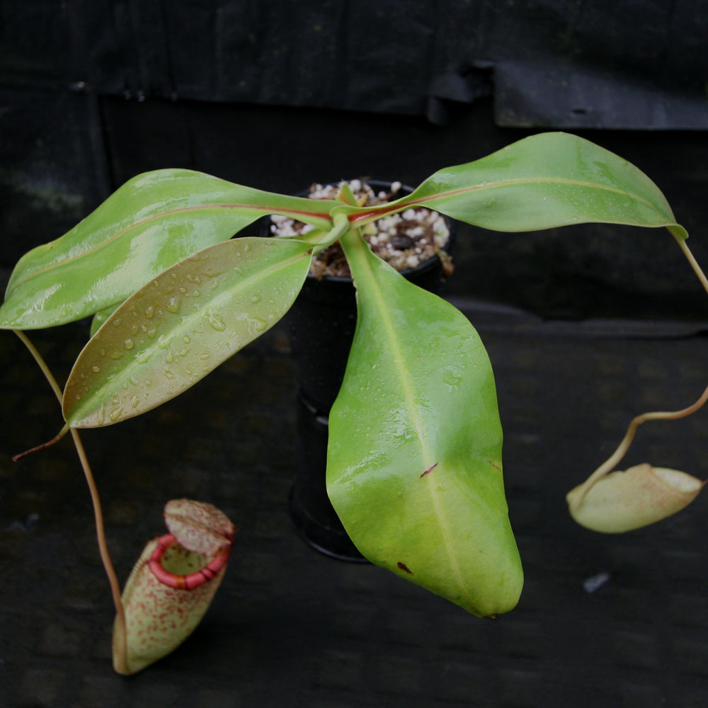 
                      
                        Nepenthes burbidgeae x sibuyanensis BE-3974
                      
                    