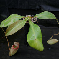 Nepenthes burbidgeae x sibuyanensis BE-3974
