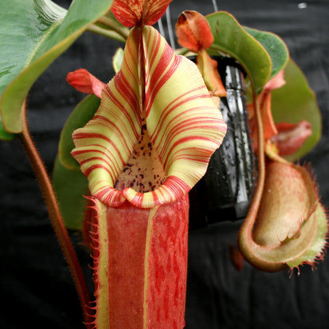 Close up of a Pink Candy Cane Nepenthes pitcher with pale yellow background and red striped pattern.