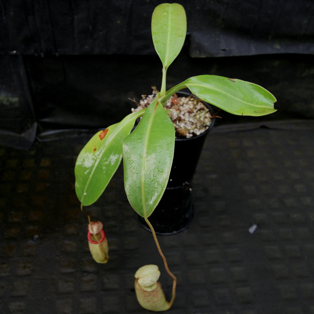 
                      
                        Nepenthes burbidgeae x sibuyanensis BE-3974
                      
                    