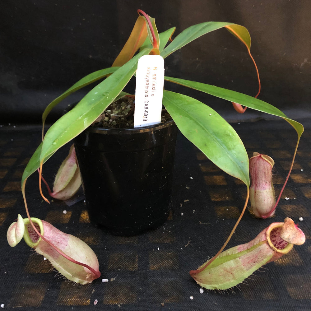 
                      
                        Nepenthes smilesii x sibuyanensis, CAR-0010
                      
                    