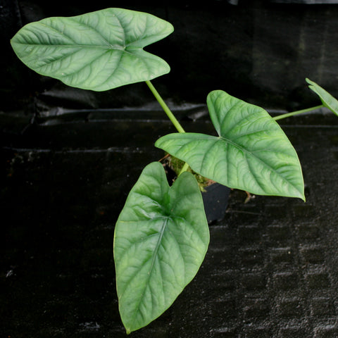 Alocasia x Lukiwan with glossy green arrow shaped leaves on pale stems against a dark background.