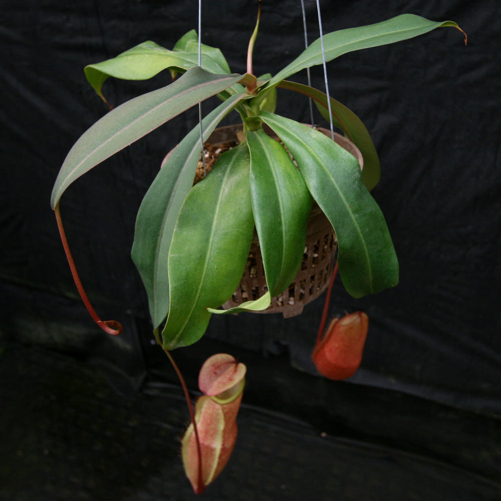 
                      
                        Nepenthes merrilliana, BE-3727
                      
                    