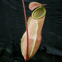 Nepenthes merrilliana