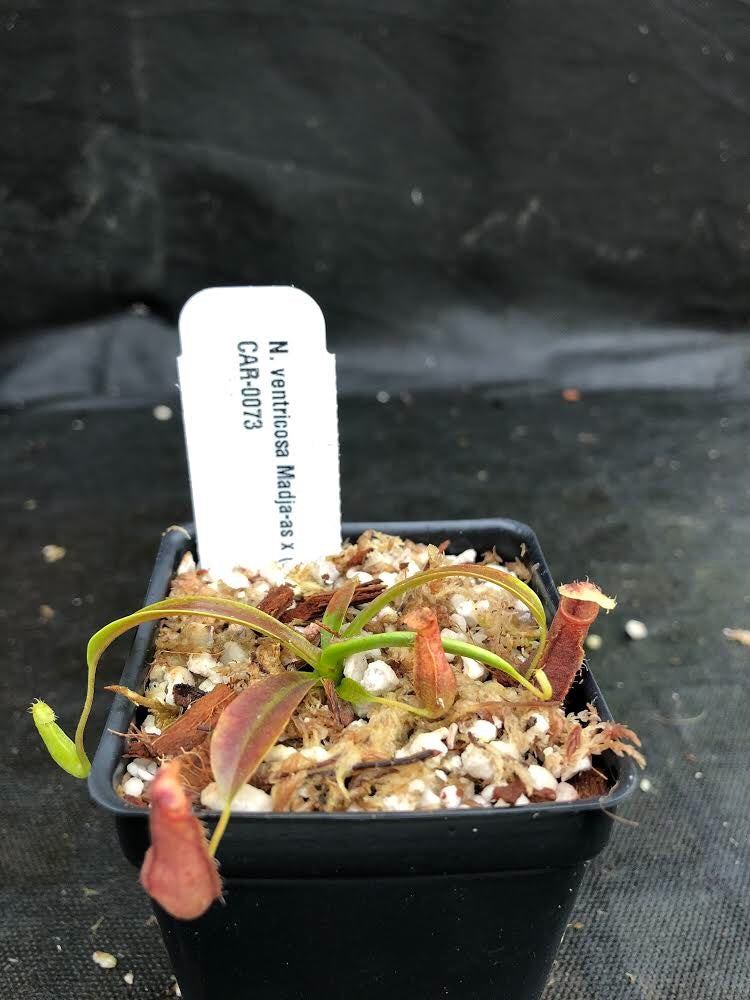 
                      
                        Nepenthes ventricosa Madja-as x (singalana x rafflesiana), CAR-0073
                      
                    