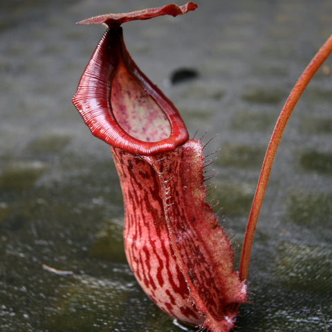 Nepenthes boschiana x Rokko CAR-0161 red striped pitcher with a curved lid on a slender stem in a small pot
