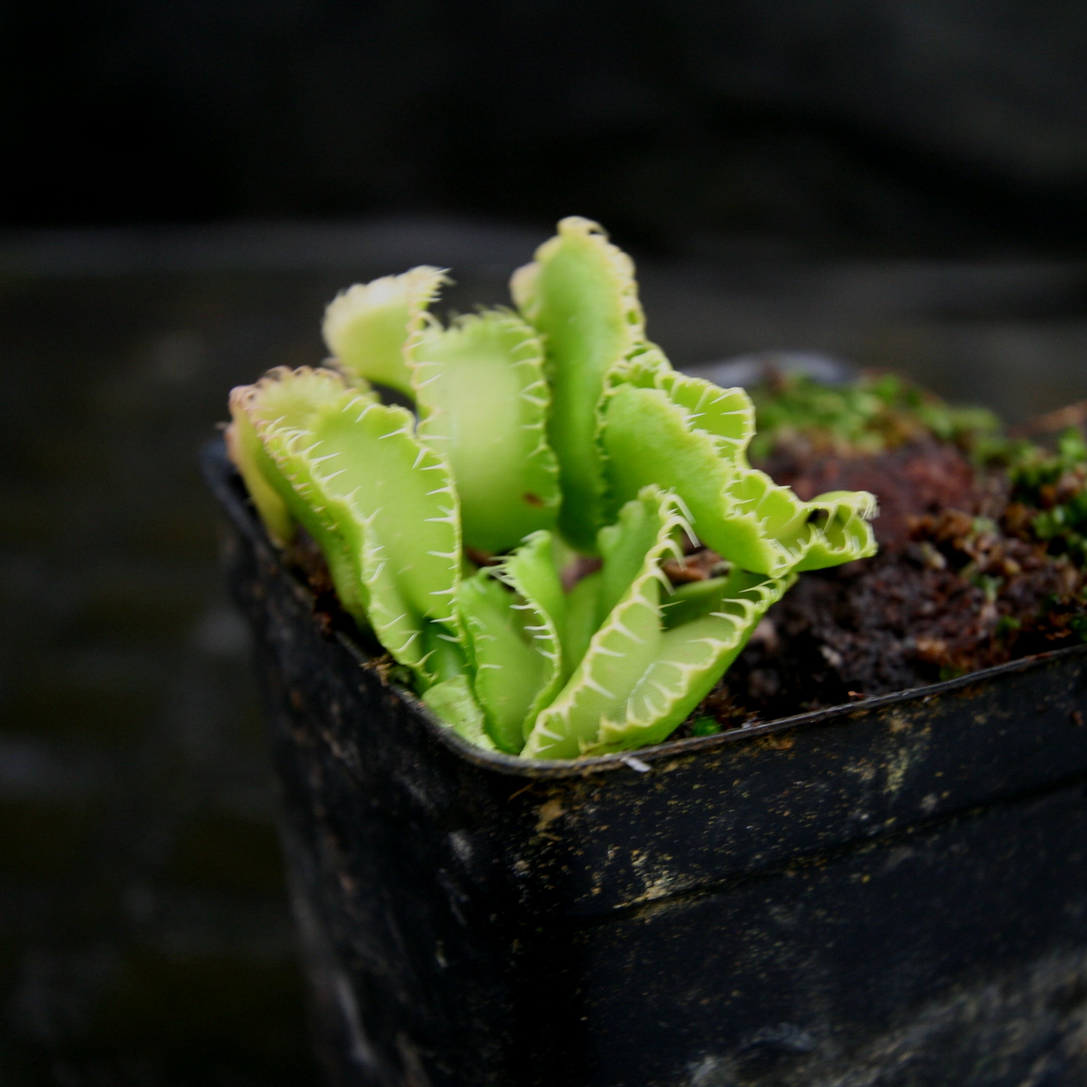 Venus Flytrap- Dionaea muscipula 