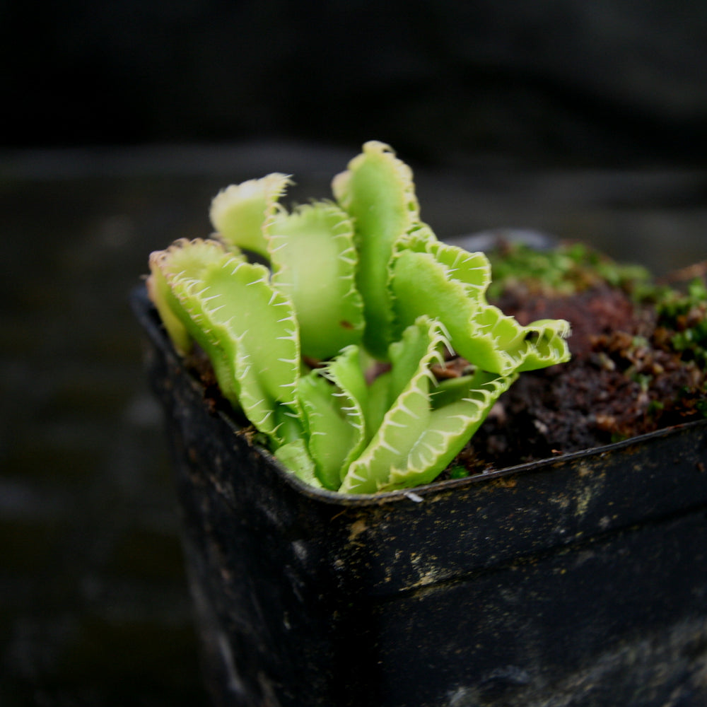 
                      
                        Venus Flytrap- Dionaea muscipula "Kim Jong-Un"
                      
                    