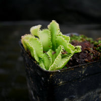 Dionaea muscipula "Kim Jong-Un"