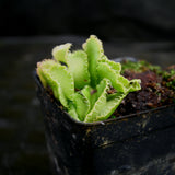 Dionaea muscipula "Kim Jong-Un"