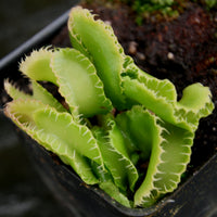 Dionaea muscipula "Kim Jong-Un"
