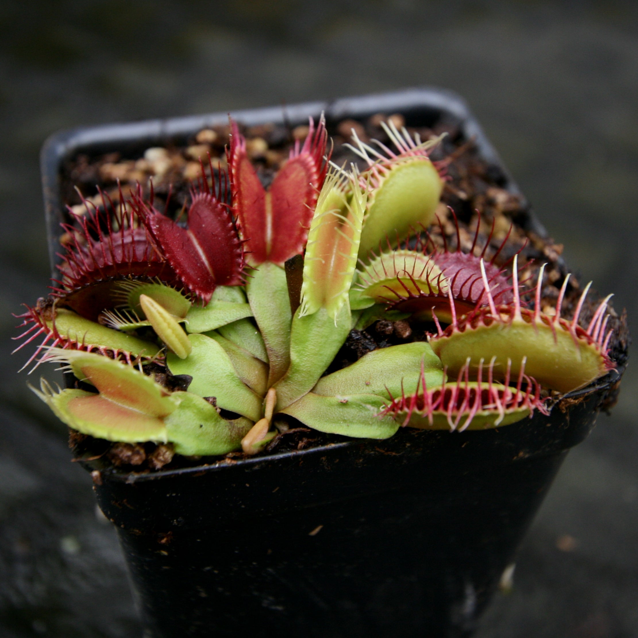 Venus Flytrap- Dionaea muscipula GJ Phalanx – Carnivero