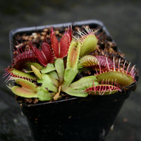 Dionaea muscipula GJ Phalanx