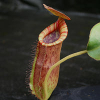Nepenthes (spathulata x spectabilis) "BE Best" x lowii, CAR-0065