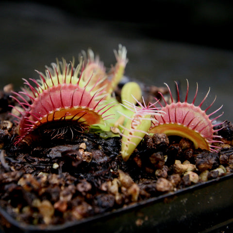 Venus flytrap Dionaea muscipula GJ Phalanx with pink red trapping leaves in a small pot