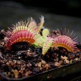 Venus Flytrap- Dionaea muscipula GJ Phalanx