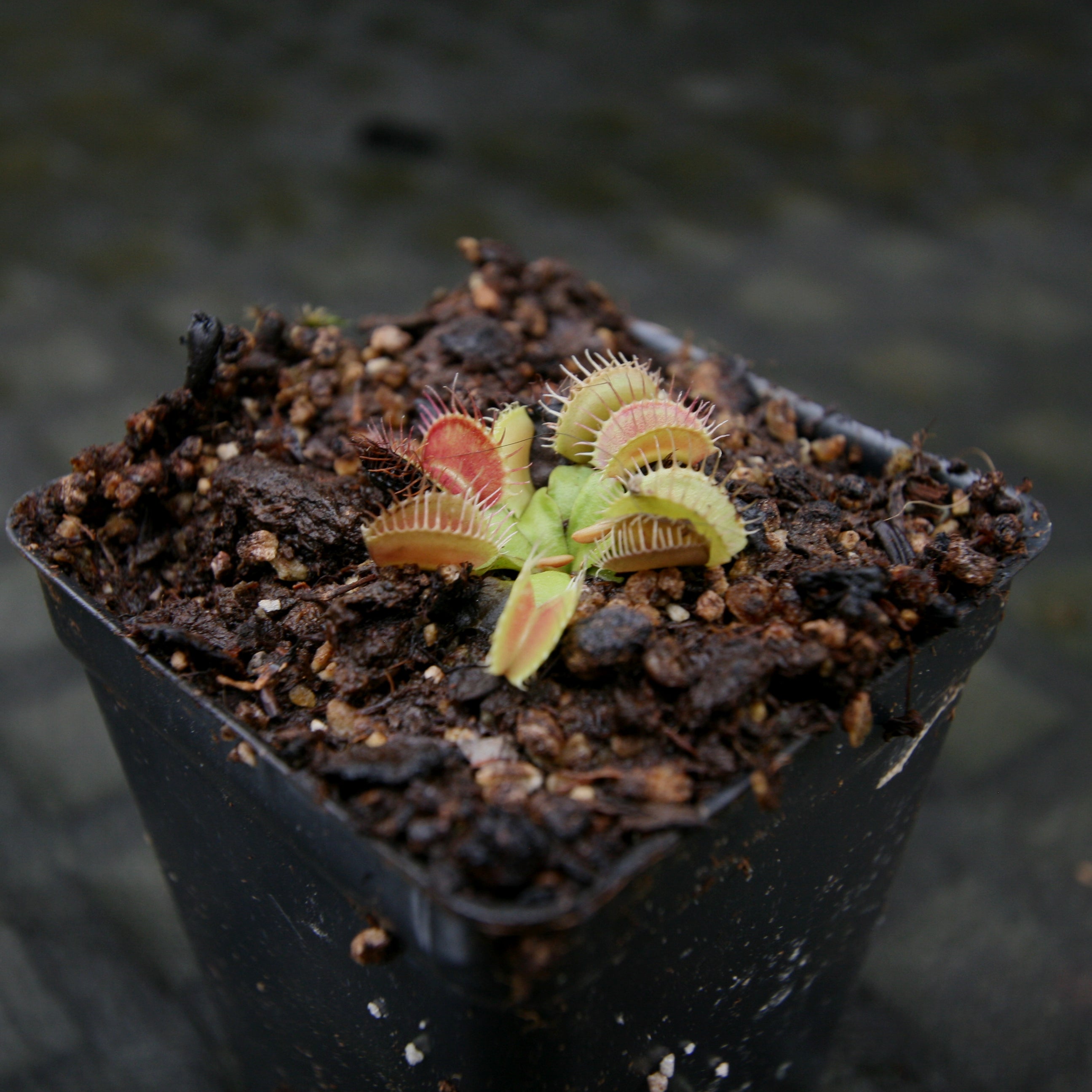 Venus Flytrap- Dionaea muscipula GJ Phalanx – Carnivero