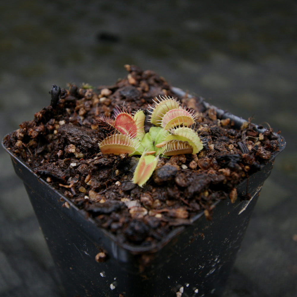 
                      
                        Venus Flytrap- Dionaea muscipula GJ Phalanx
                      
                    