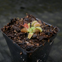 Venus Flytrap- Dionaea muscipula GJ Phalanx
