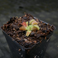 Dionaea muscipula GJ Phalanx