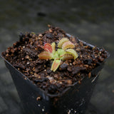 Venus Flytrap- Dionaea muscipula GJ Phalanx