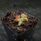 Dionaea muscipula GJ Phalanx