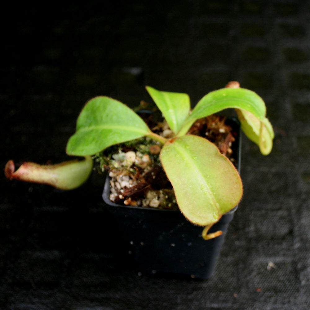 
                      
                        Nepenthes Marpesa x clipeata, CAR-0130
                      
                    