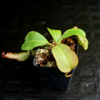 Nepenthes Marpesa x clipeata, CAR-0130