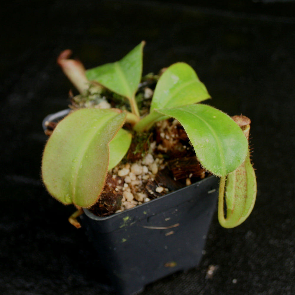 
                      
                        Nepenthes Marpesa x clipeata, CAR-0130
                      
                    