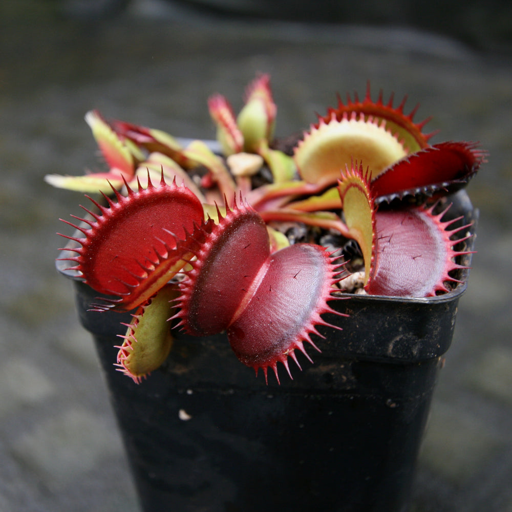 
                      
                        Venus Flytrap- Dionaea muscipula "Draco"
                      
                    