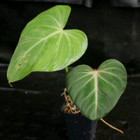 Philodendron gloriosum