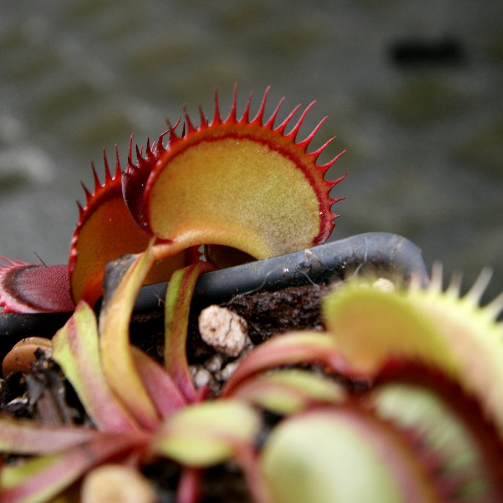 Venus Flytrap- Dionaea muscipula 