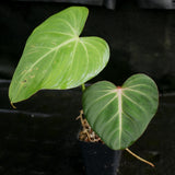 Philodendron gloriosum