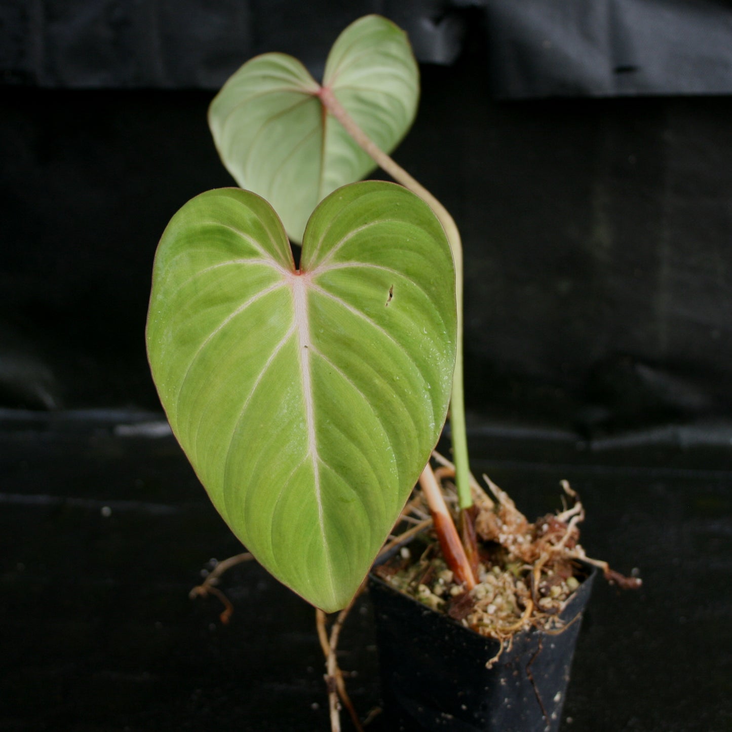 philodendron glosarium Philodendron gloriosum – Carnivero