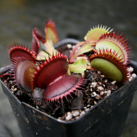 Venus flytrap Draco with deep red traps in a small pot