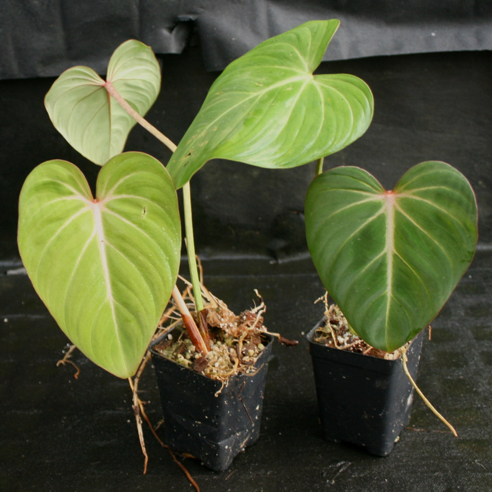 
                      
                        Philodendron gloriosum
                      
                    